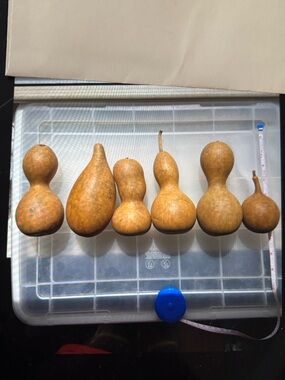 6 Small To Medium Dried Gourds In Natural Brown